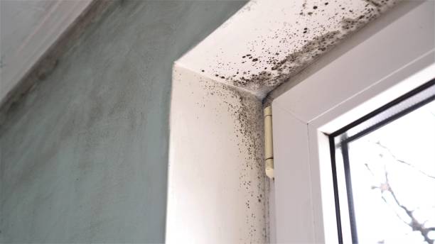 Best Residential Mold Remediation in New Haven, MO